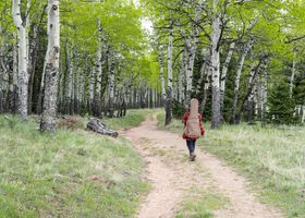 The Aspen Grove After Rain