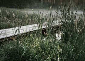Notes from the Bog Boardwalk