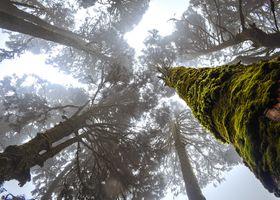Where the Old-Growth Still Breathes